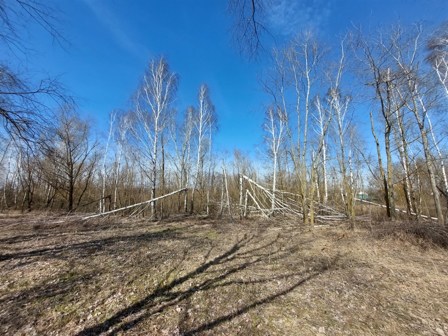 У березняку дерева поламало, наче сірники