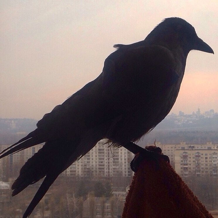 Поранений птах
